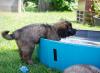 images/T-Wurf/T-Wurf Wo 9/3S8A2918-Bearbeitet.jpg